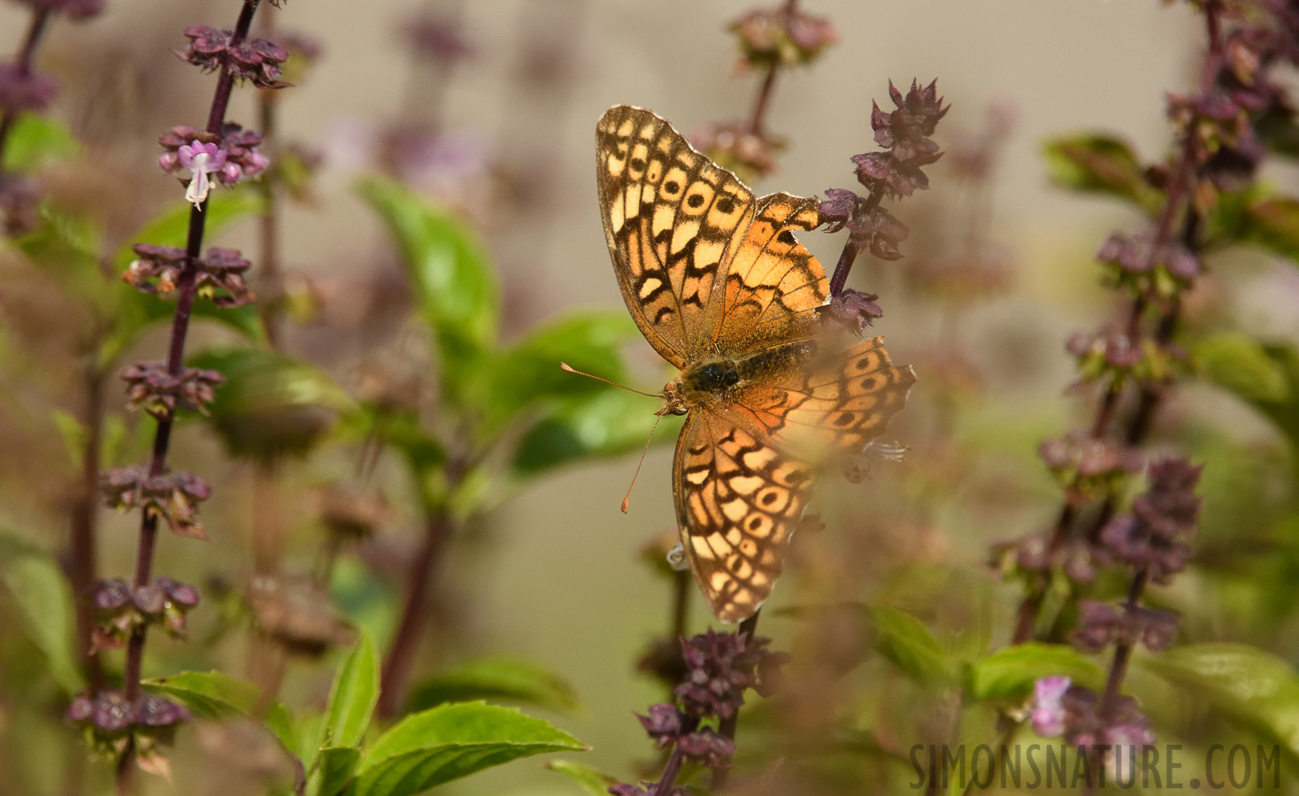 Euptoieta claudia [400 mm, 1/3200 sec at f / 7.1, ISO 1600]